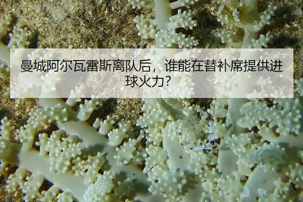 曼城阿尔瓦雷斯离队后，谁能在替补席提供进球火力？